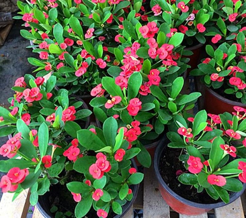 铁海棠虎刺梅花卉四季开花植物室内外阳台庭院带花绿植