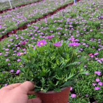 姬小菊盆栽带花苞发货多年生菊花苗开花不断四季开花阳台花卉