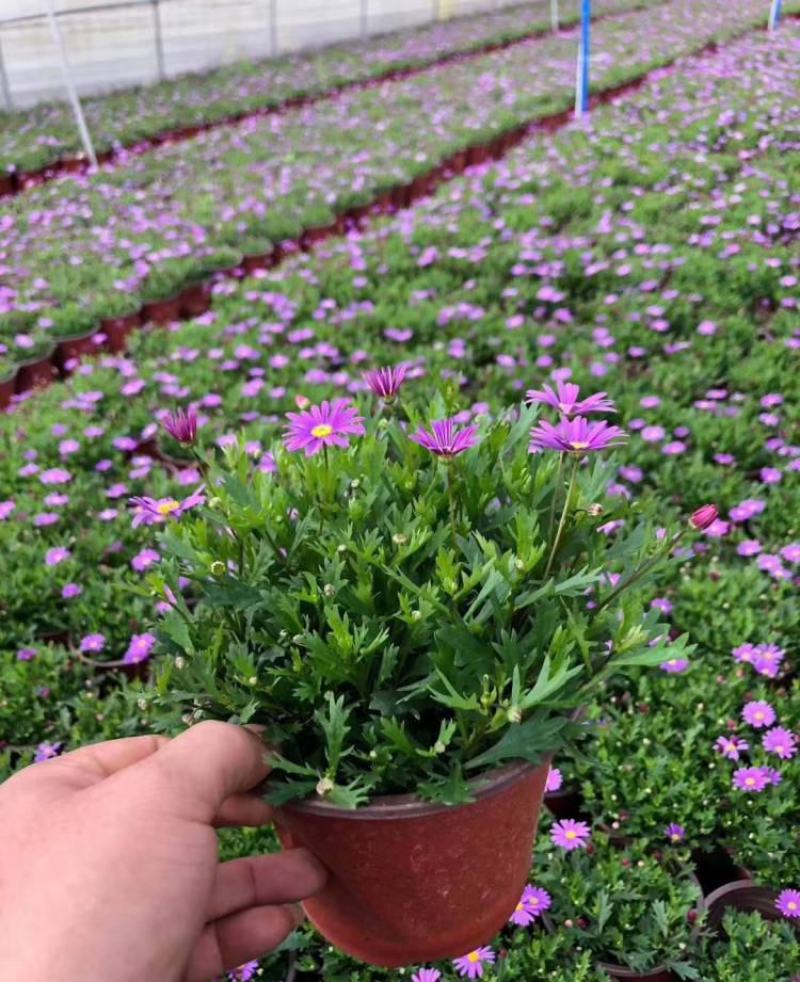 姬小菊盆栽带花苞发货多年生菊花苗开花不断四季开花阳台花卉