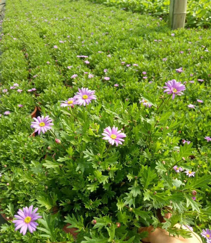 姬小菊盆栽带花苞发货多年生菊花苗开花不断四季开花阳台花卉