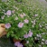 姬小菊盆栽带花苞发货多年生菊花苗开花不断四季开花阳台花卉