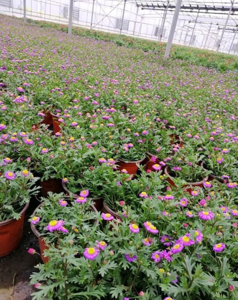 姬小菊盆栽带花苞发货多年生菊花苗开花不断四季开花阳台花卉