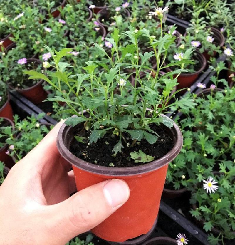 姬小菊盆栽带花苞发货多年生菊花苗开花不断四季开花阳台花卉