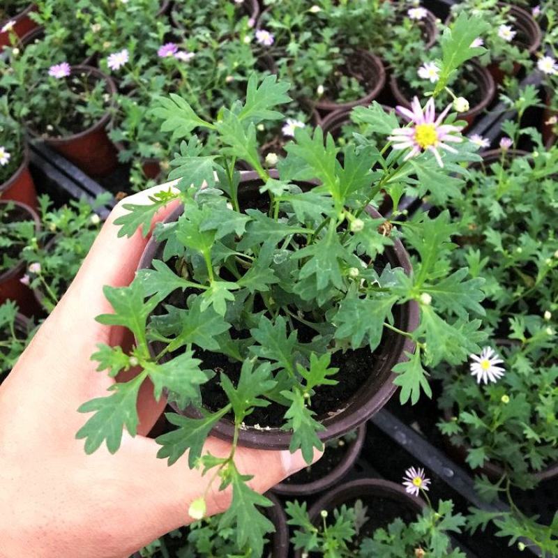 姬小菊盆栽带花苞发货多年生菊花苗开花不断四季开花阳台花卉