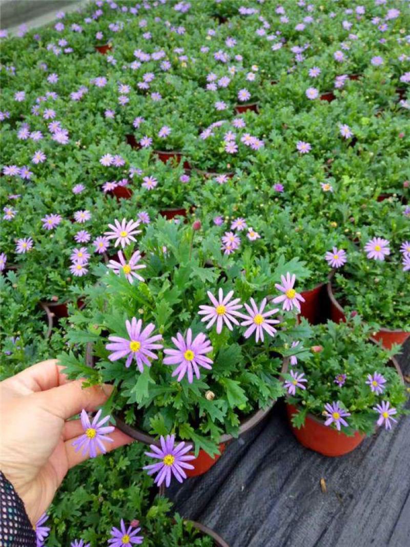 姬小菊盆栽带花苞发货多年生菊花苗开花不断四季开花阳台花卉