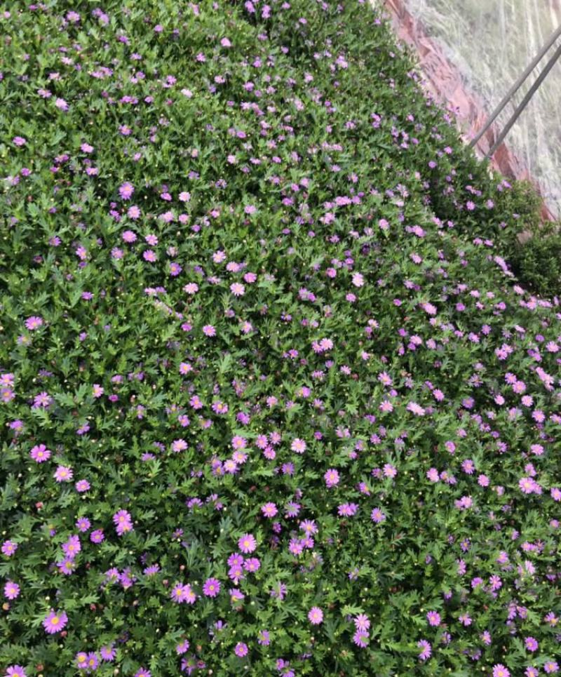 姬小菊盆栽带花苞发货多年生菊花苗开花不断四季开花阳台花卉