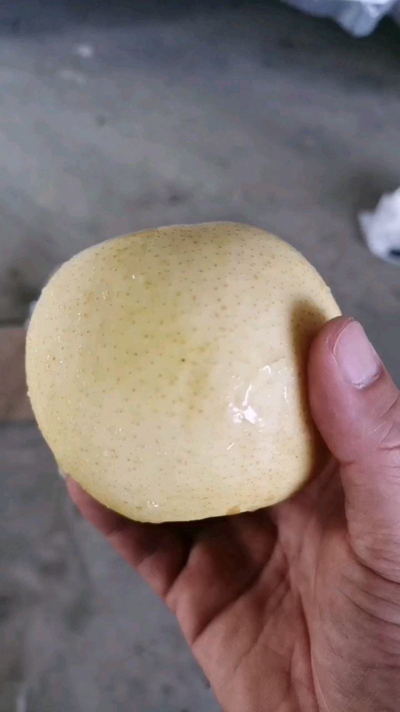 皇冠梨海量上市，市场超市，出口贸易储存冷库已经开始