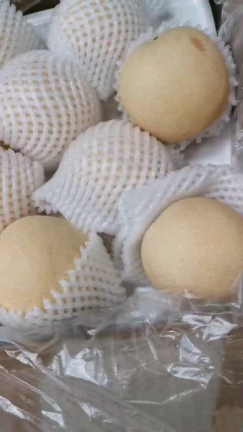 皇冠梨海量上市，市场超市，出口贸易储存冷库已经开始