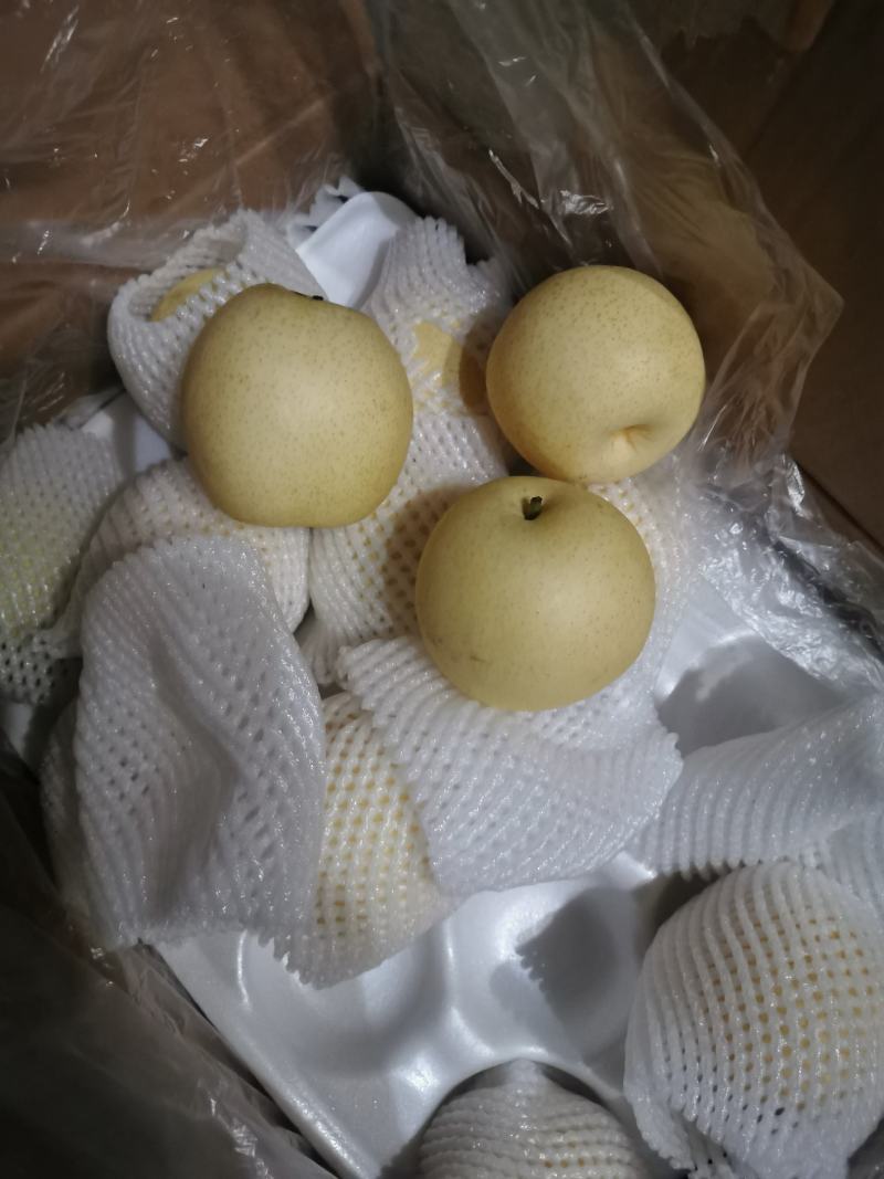 皇冠梨海量上市，市场超市，出口贸易储存冷库已经开始