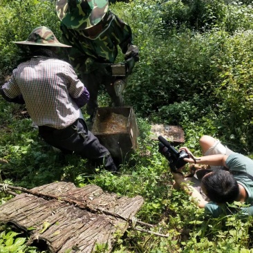 海拔1500米以上森林蜂蜜