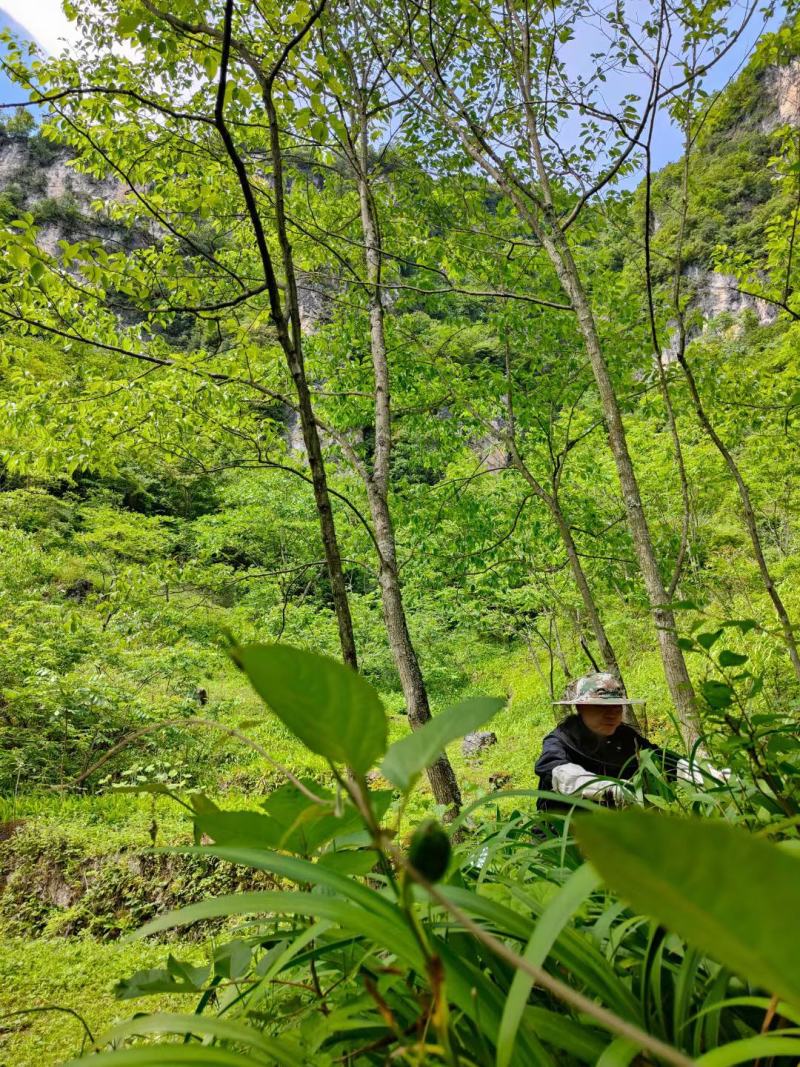 海拔1500米以上森林蜂蜜