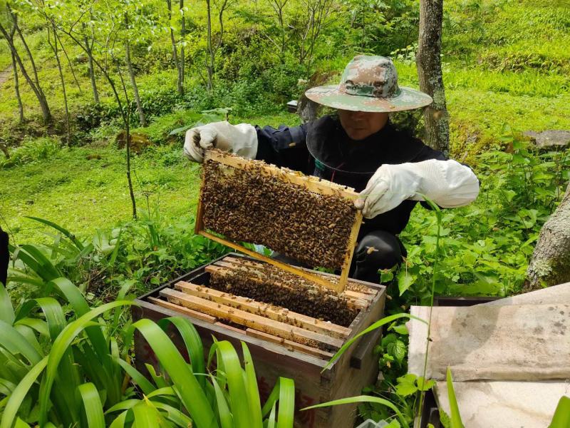 海拔1500米以上森林蜂蜜