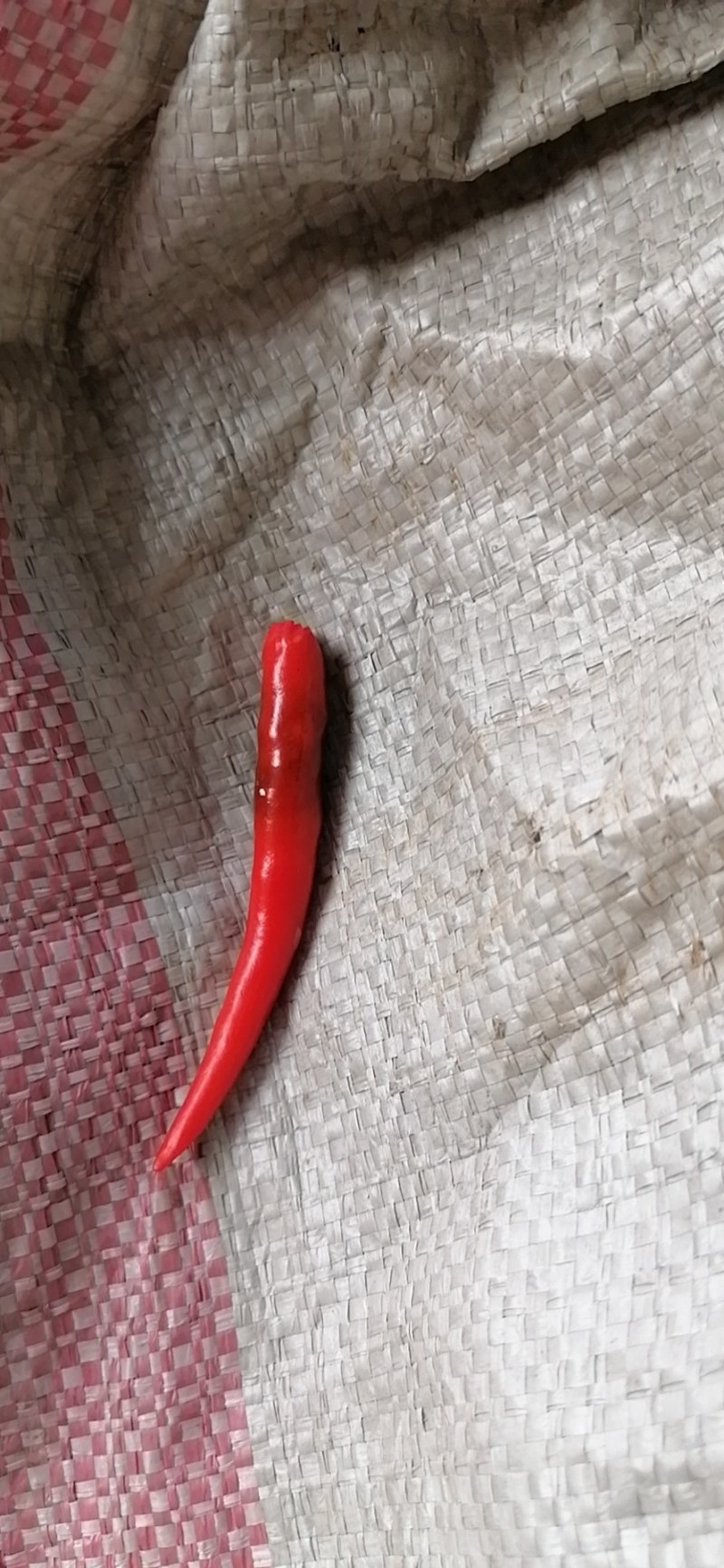 小米椒，鲜食型辣椒新品种