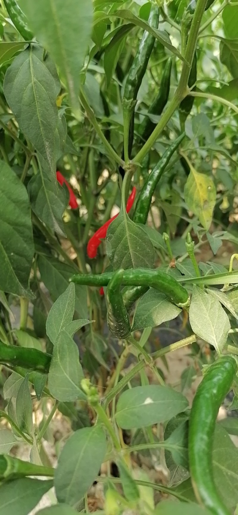小米椒，鲜食型辣椒新品种