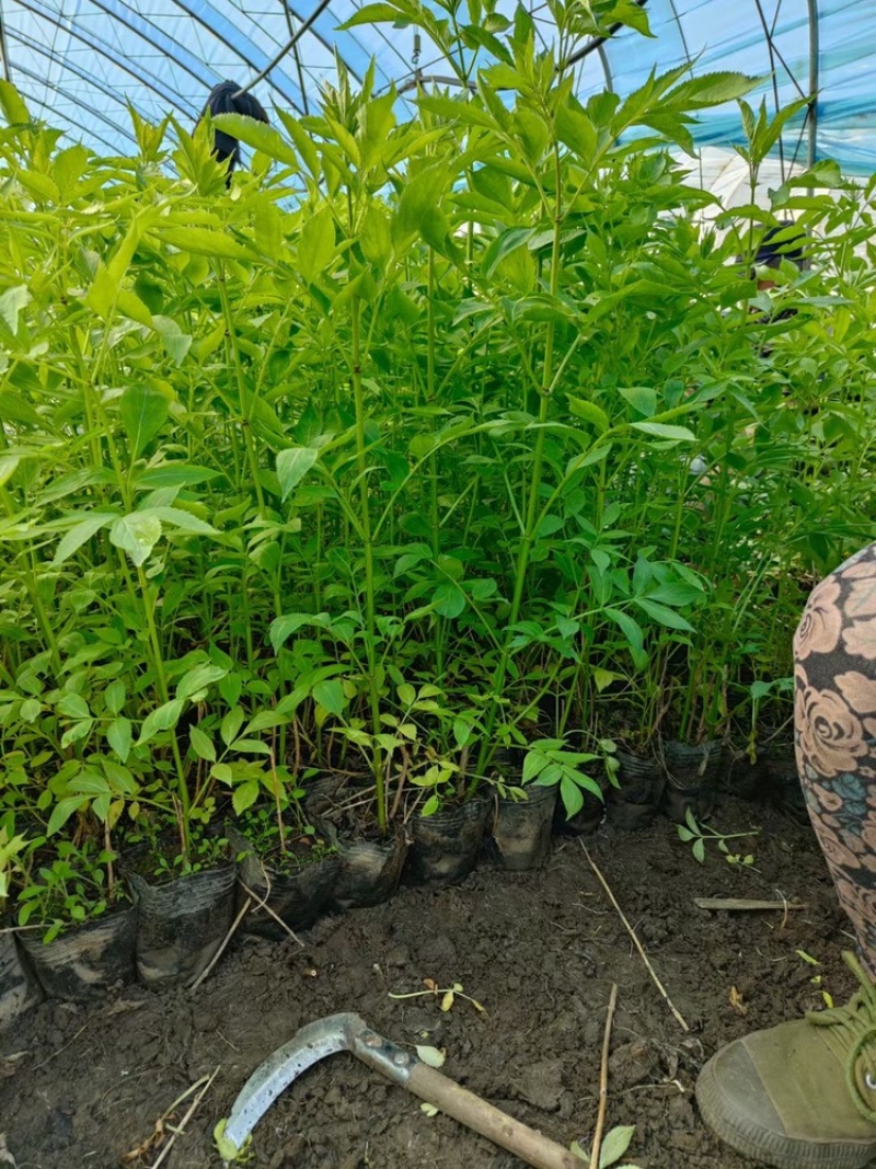辽宁开原接骨木小苗工程苗繁育基地产地直发