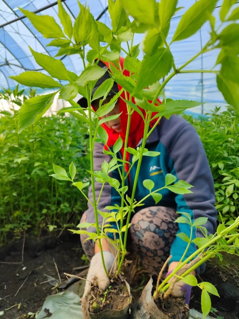 辽宁开原接骨木小苗工程苗繁育基地产地直发