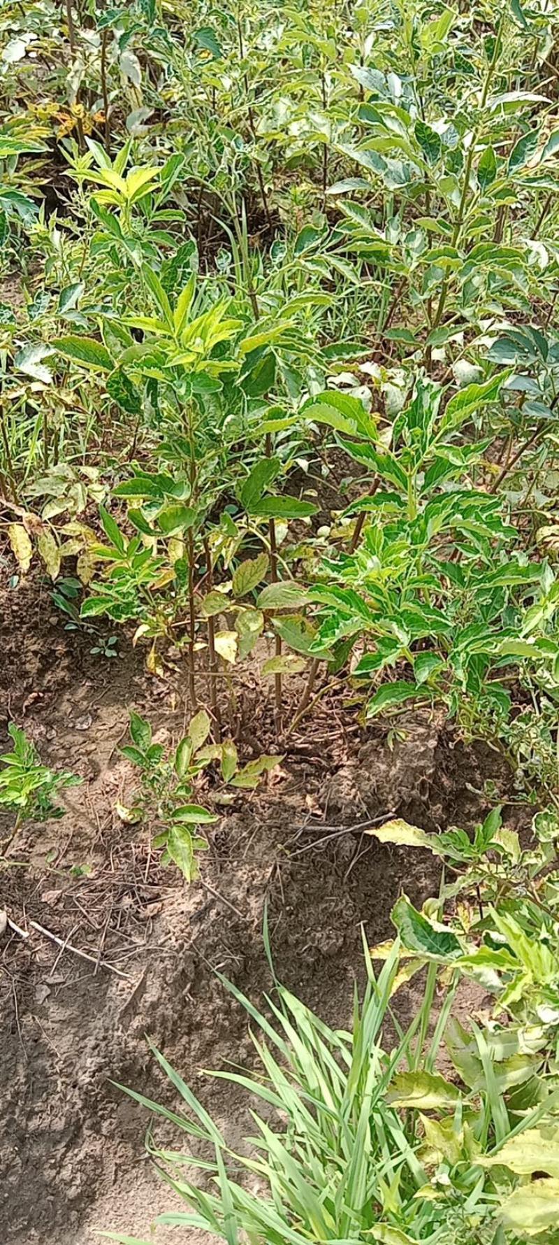 辽宁开原接骨木小苗工程苗繁育基地产地直发