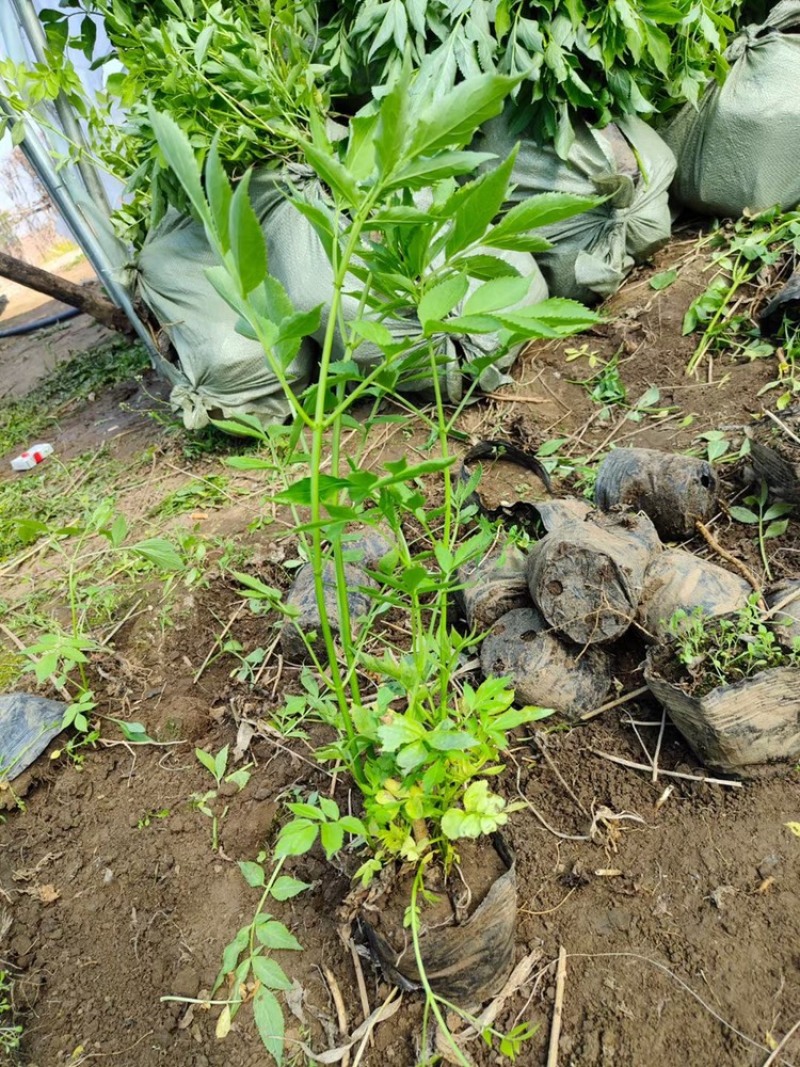 辽宁开原接骨木小苗工程苗繁育基地产地直发