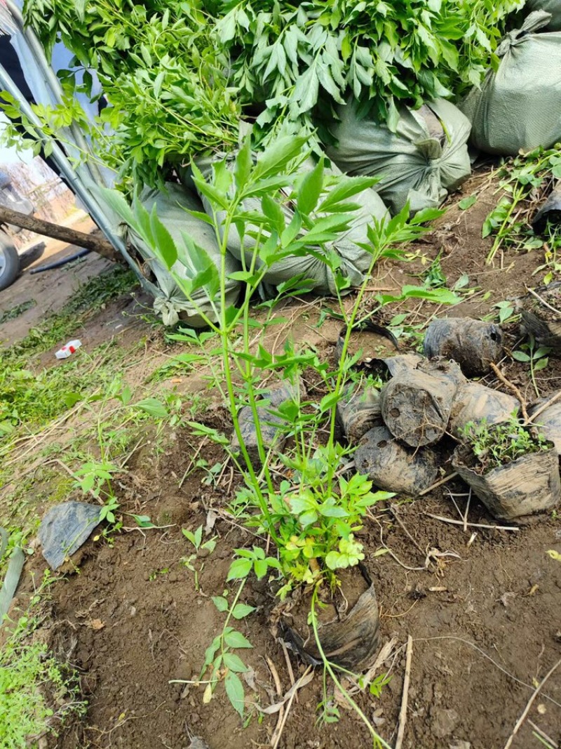 辽宁开原接骨木小苗工程苗繁育基地产地直发