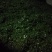 大量现货木姜子3.8一斤