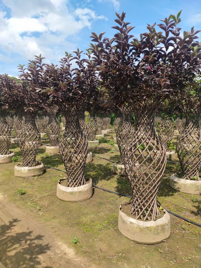 辽宁开原精品榆叶梅花瓶造型紫叶稠李花瓶造型繁育基地