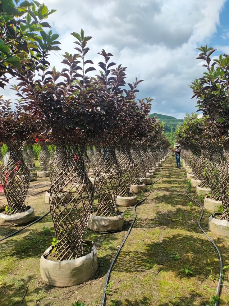 辽宁开原精品榆叶梅花瓶造型紫叶稠李花瓶造型繁育基地