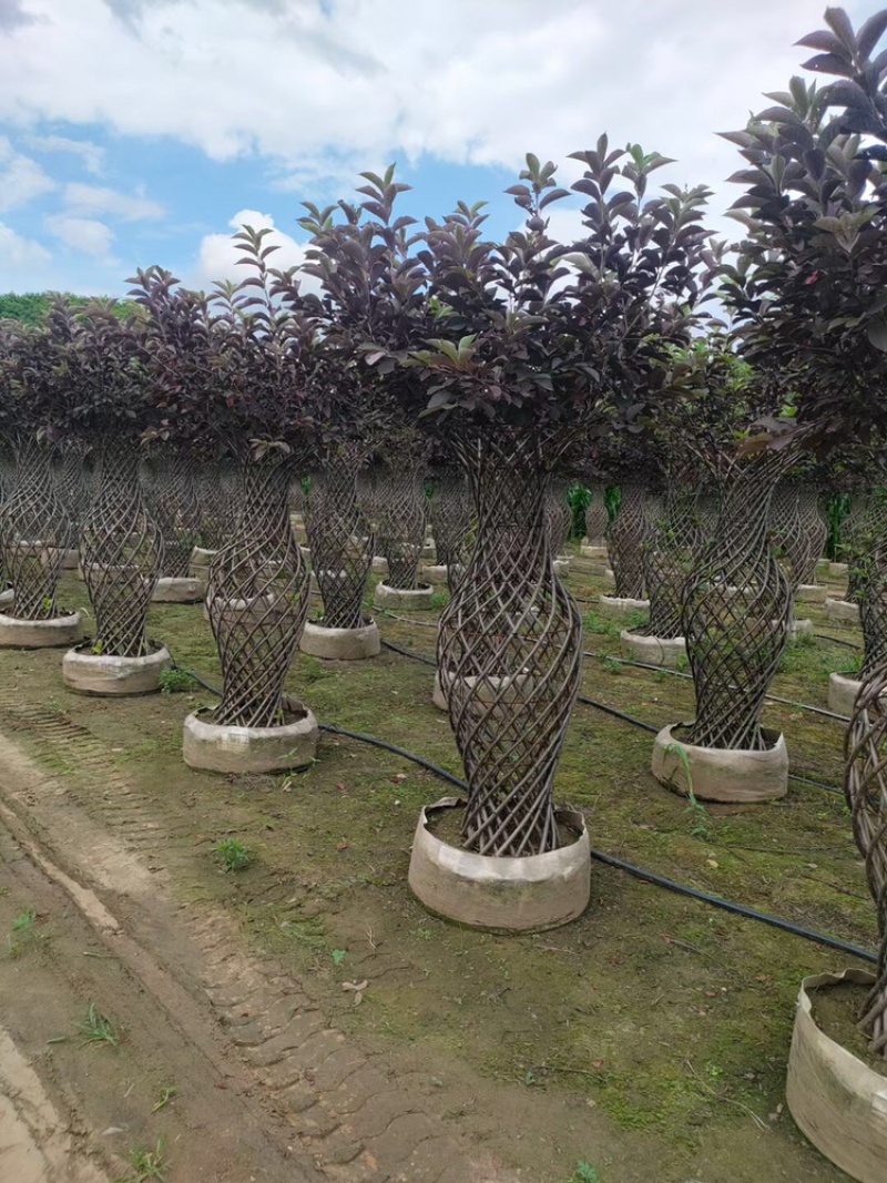 辽宁开原精品榆叶梅花瓶造型紫叶稠李花瓶造型繁育基地