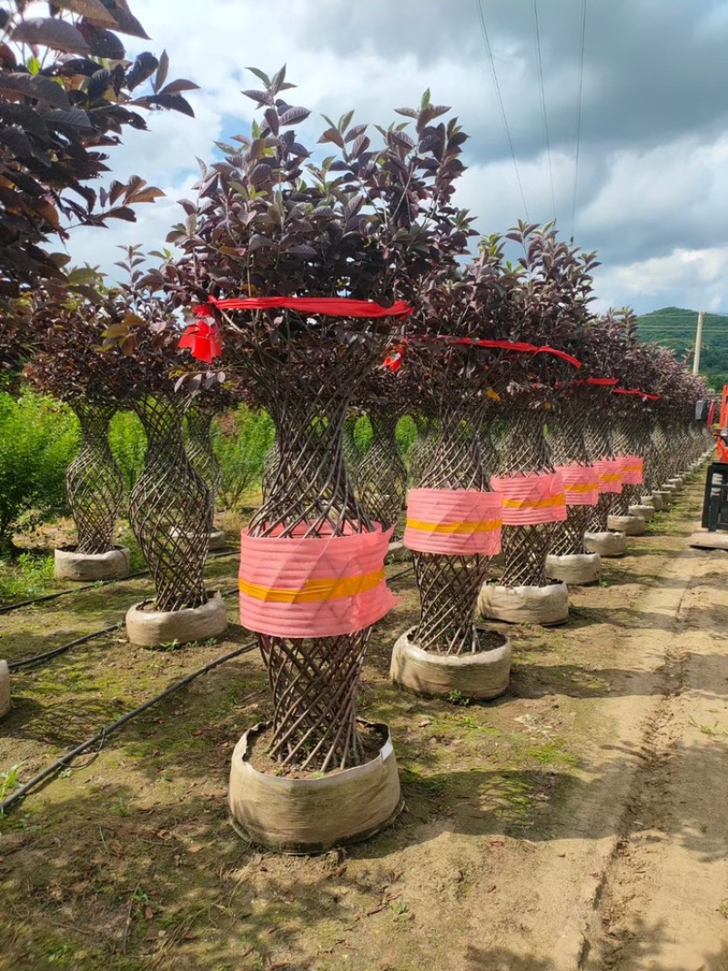 辽宁开原精品榆叶梅花瓶造型紫叶稠李花瓶造型繁育基地