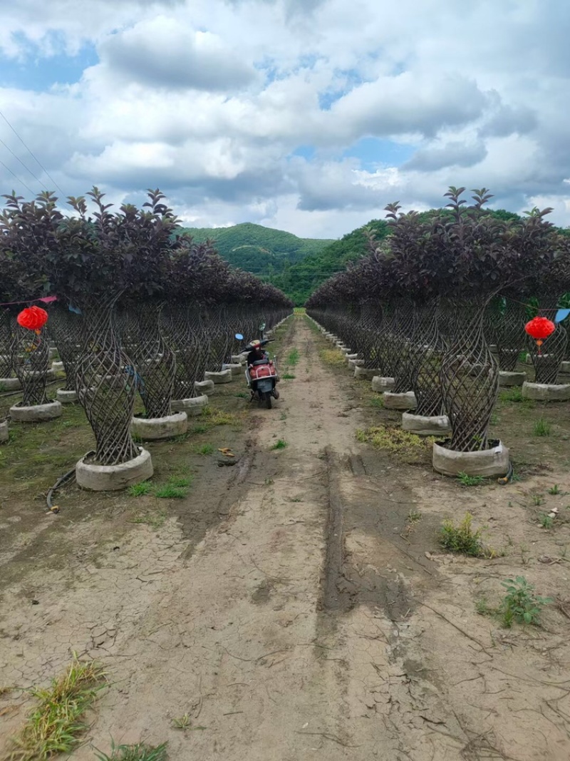 辽宁开原精品榆叶梅花瓶造型紫叶稠李花瓶造型繁育基地