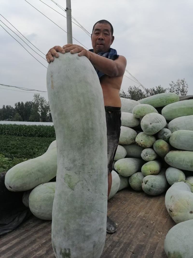 山东白皮精品冬瓜地头装车