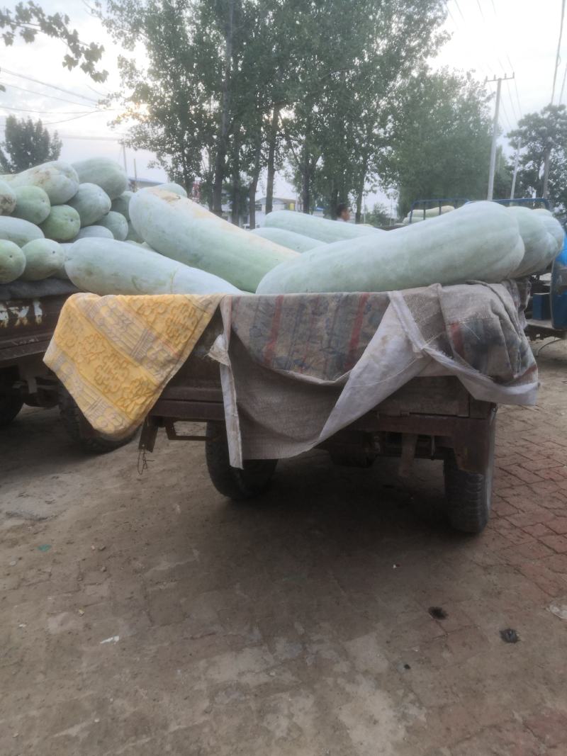 山东白皮精品冬瓜地头装车