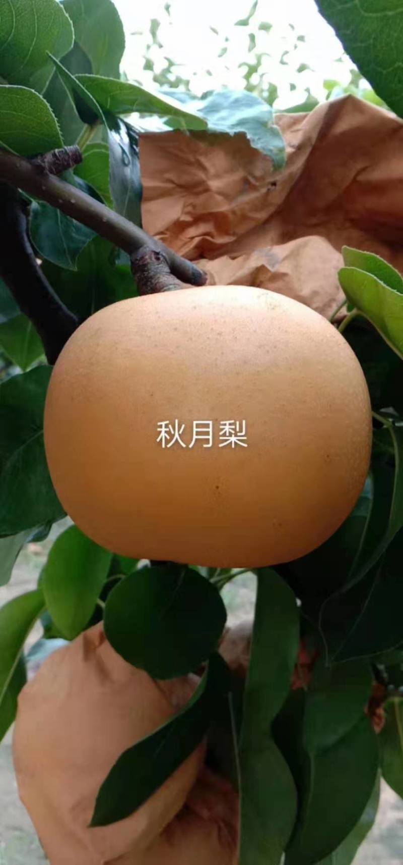 秋月梨大量出售！诚信第一，想合作的伙伴联系我呦