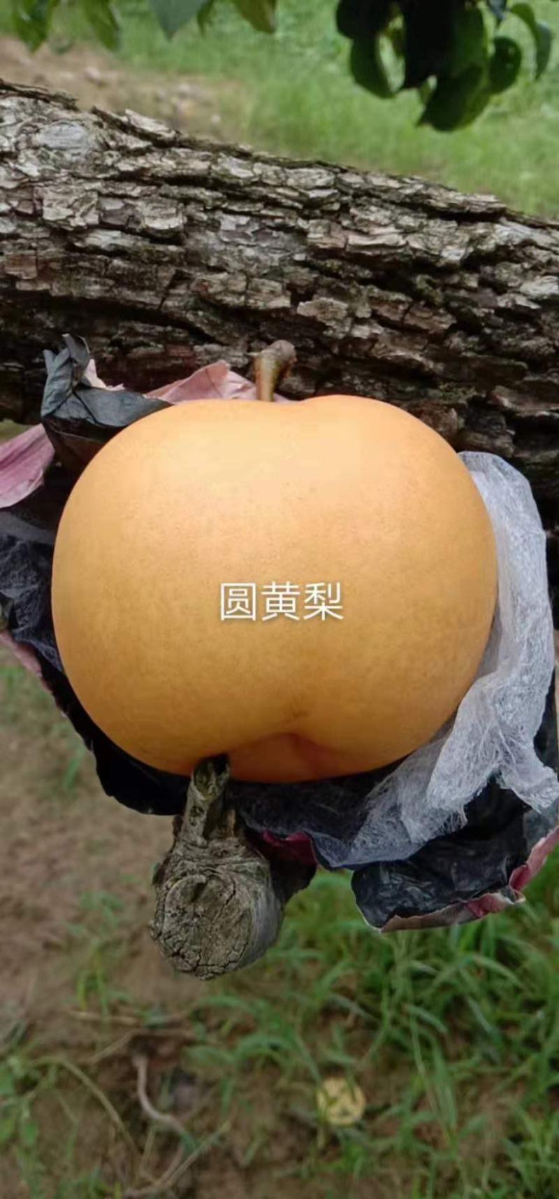 圆黄梨大量出售！诚信第一，想合作的伙伴联系我呦！