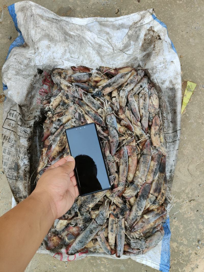 海南小鱿鱼60-100克今年的新货质量没的说