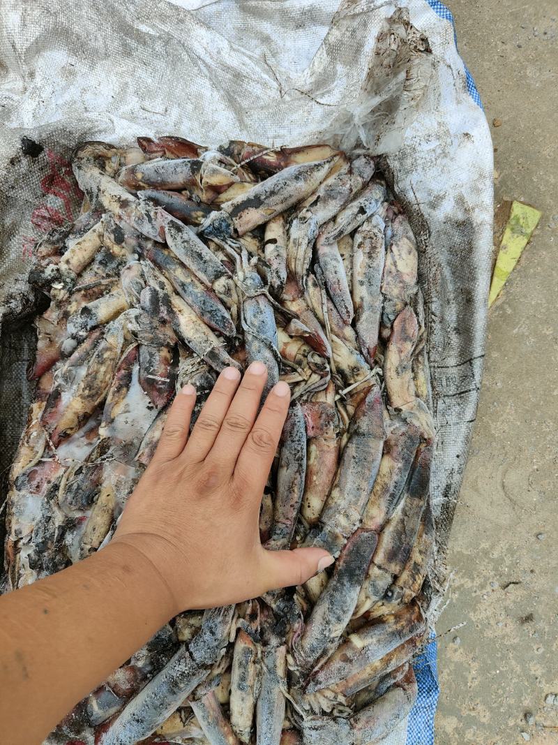 海南小鱿鱼60-100克今年的新货质量没的说