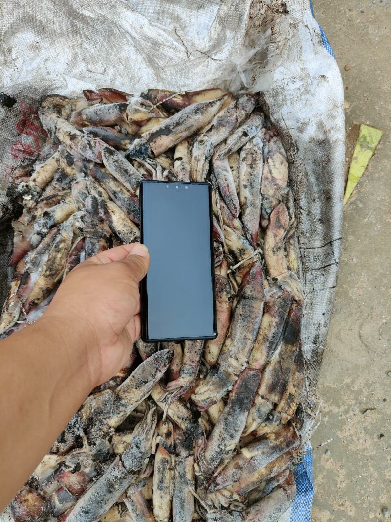 海南小鱿鱼60-100克今年的新货质量没的说