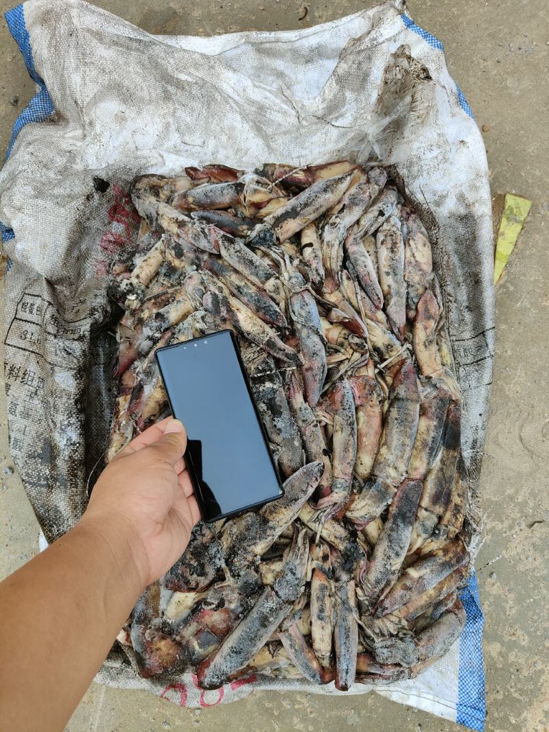 海南小鱿鱼60-100克今年的新货质量没的说