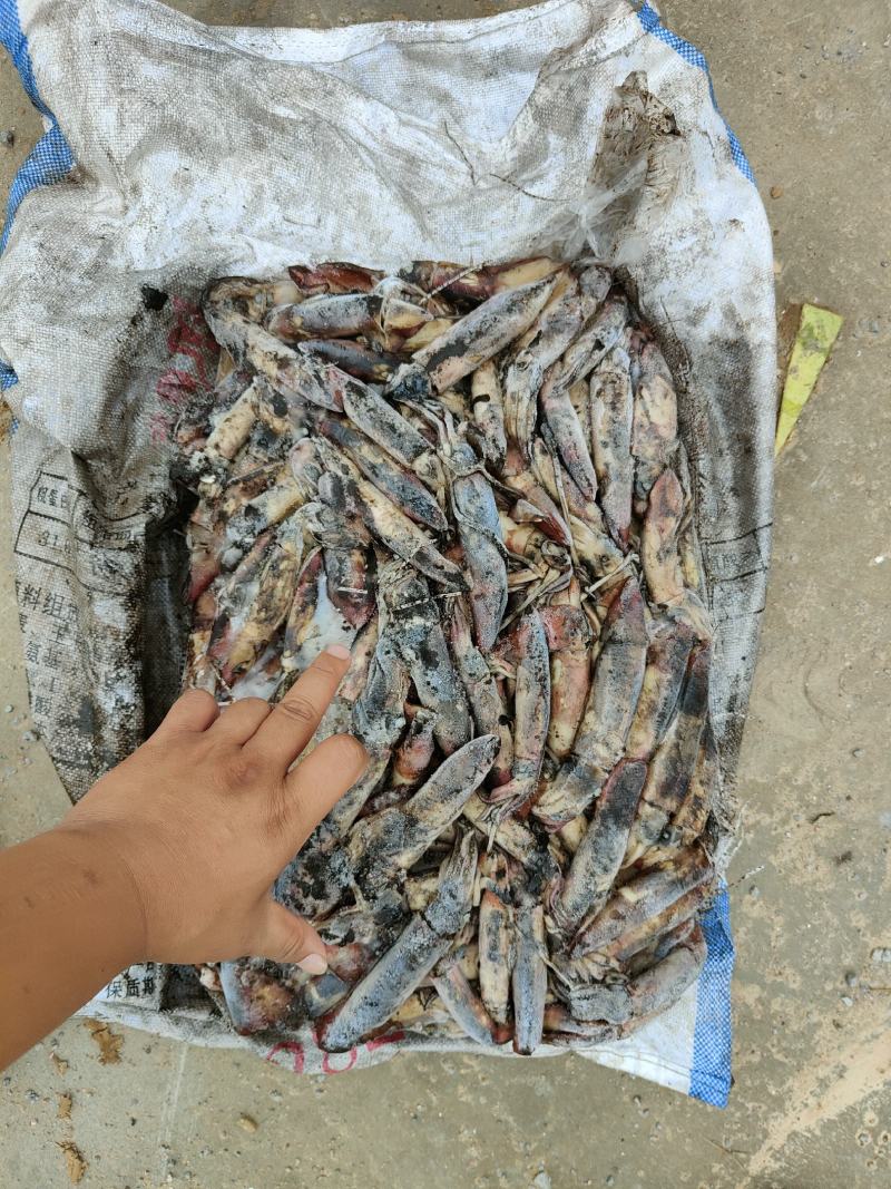 海南小鱿鱼60-100克今年的新货质量没的说