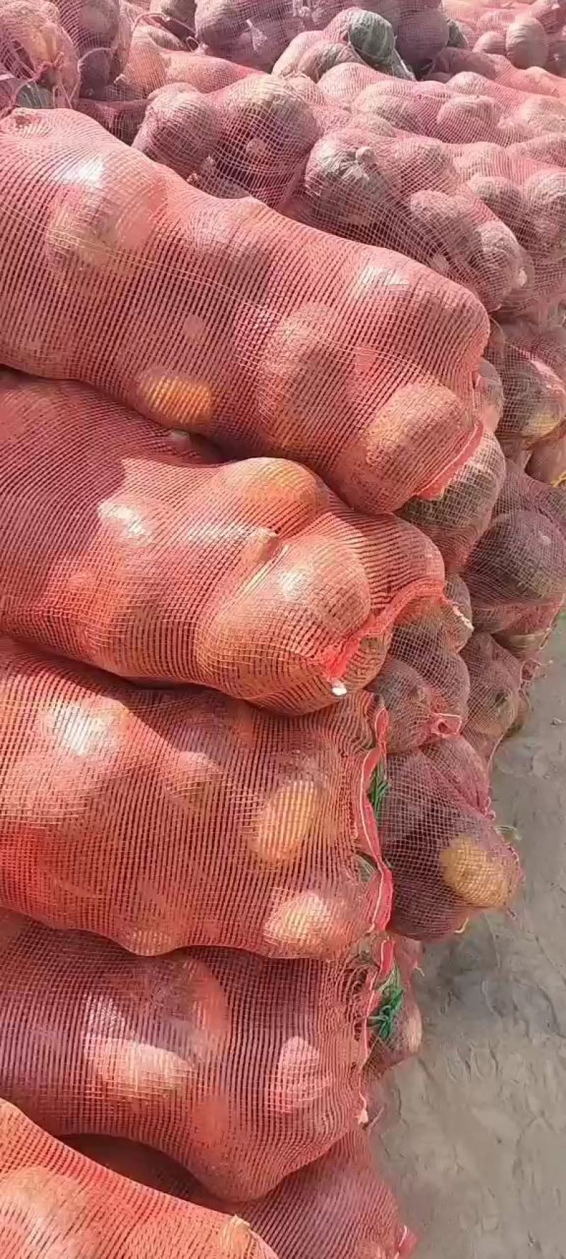 甘肃旱地板栗南瓜山