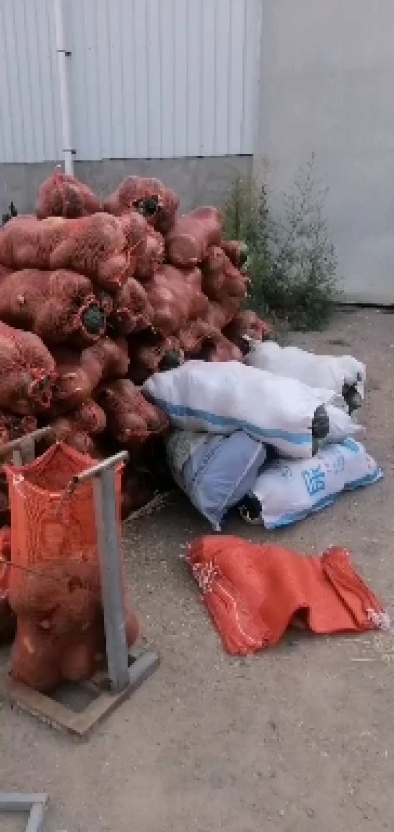 甘肃旱地板栗南瓜山