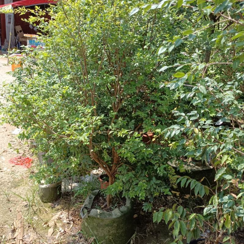 嘉宝果苗四季红妃沙巴艾斯卡福冈嘉宝果苗带杯发货包邮