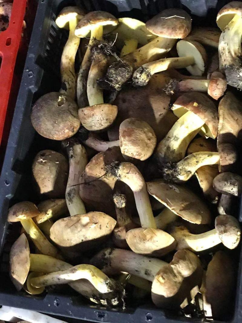 云南一手货源野生菌