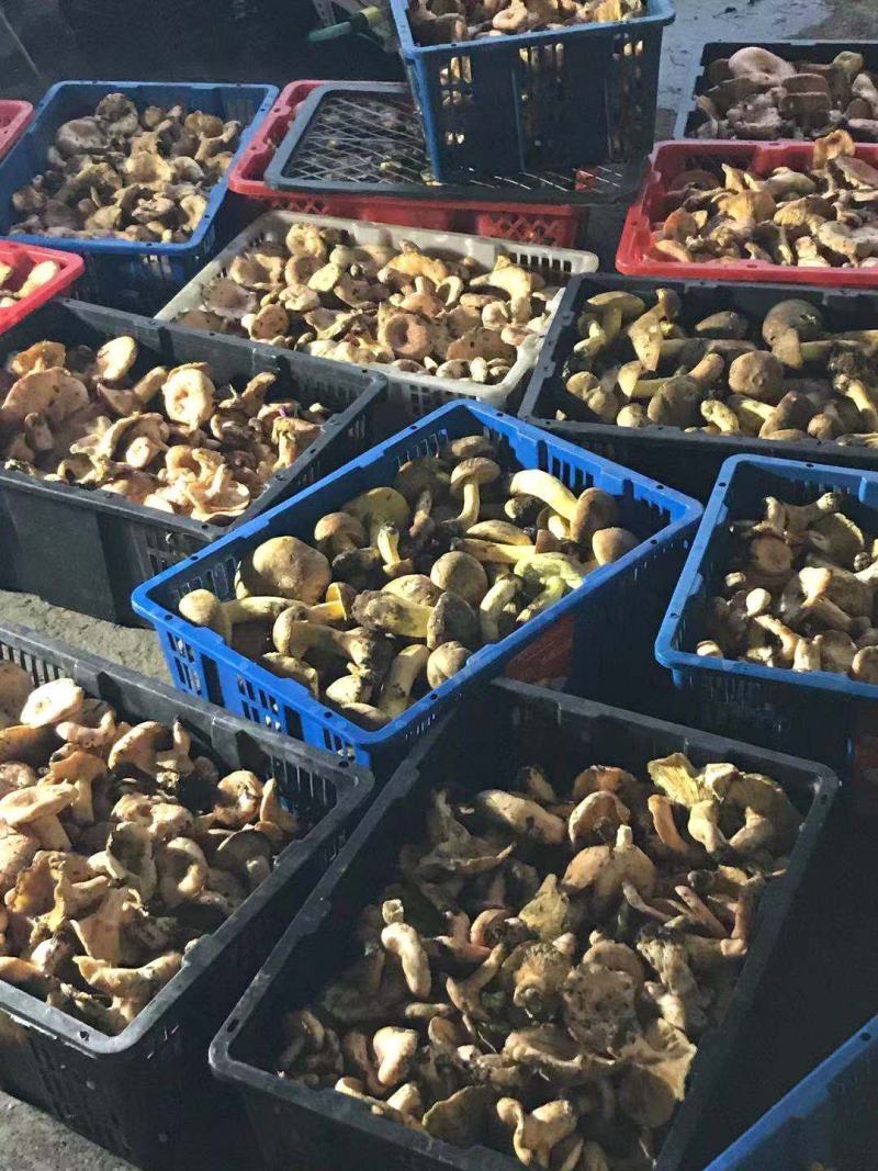 云南一手货源野生菌