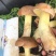 云南一手货源野生菌