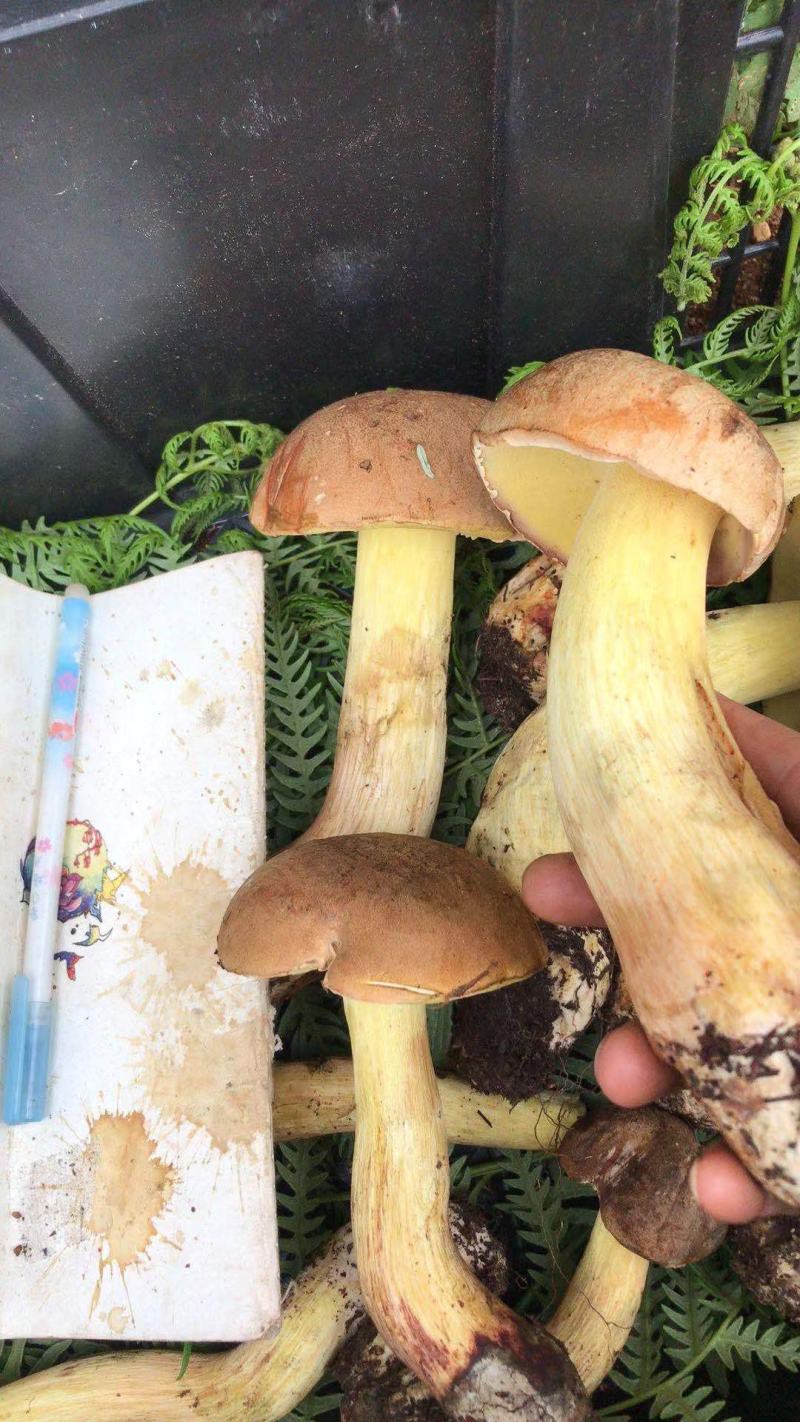 云南一手货源野生菌