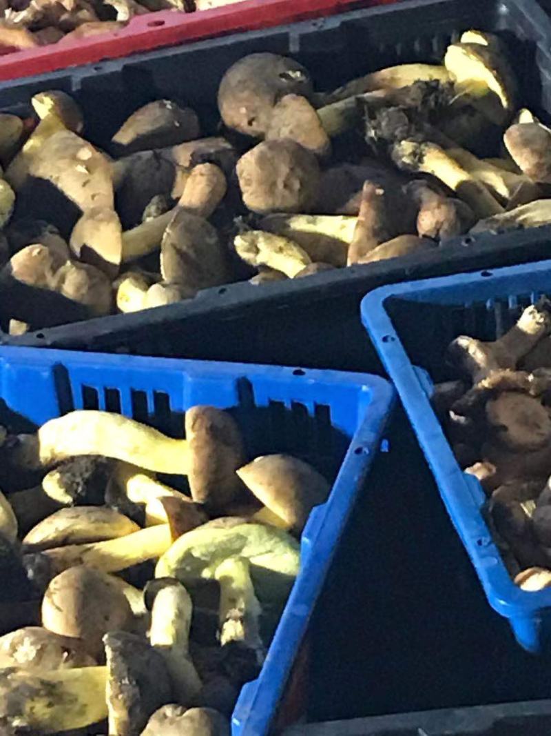 云南一手货源野生菌