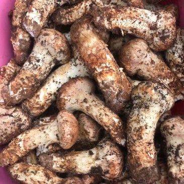 云南一手货源野生菌