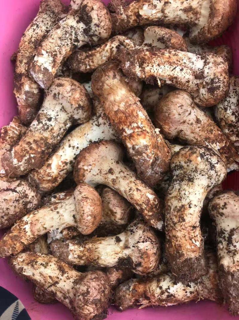 云南一手货源野生菌