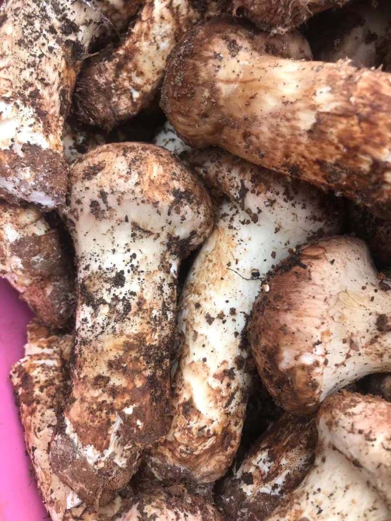 云南一手货源野生菌
