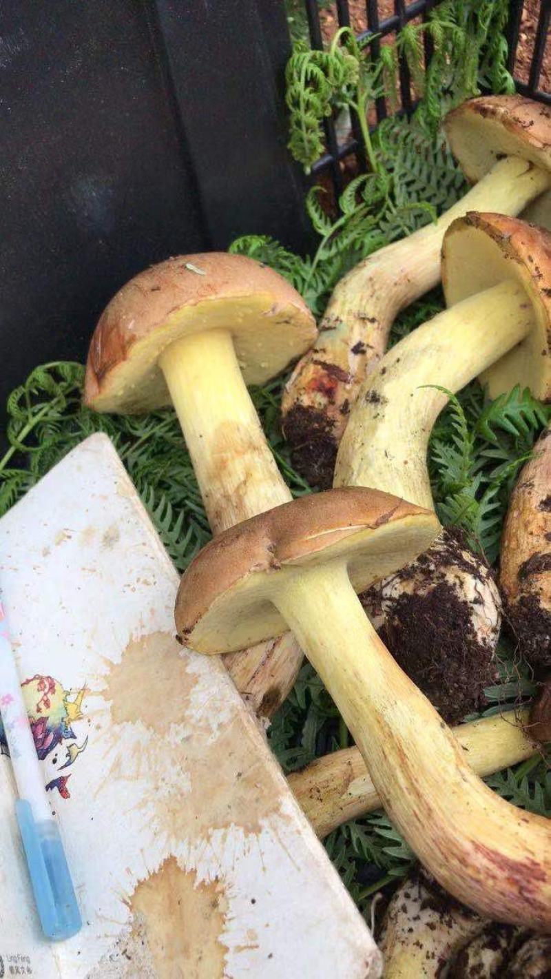 云南一手货源野生菌